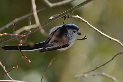 British Bird Photography - The Long-tailed Tit