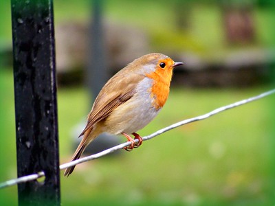 British Bird Photography - The Robin