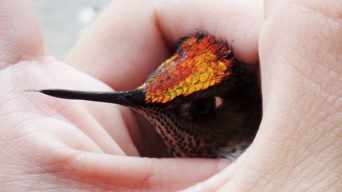 How To Feed And Care A Baby Hummingbird Freebirders